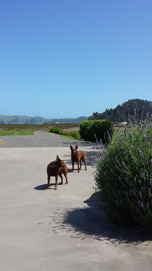 Abbey Court Motel Coromandel Exterior foto